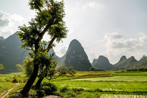 Où découvrir les meilleures plantations de thé en Asie du Sud-Est : visites et dégustations ?